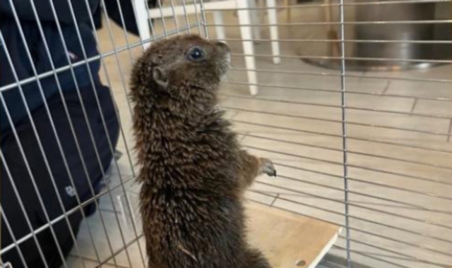 Sesto Calende, ritrovato il cane della prateria