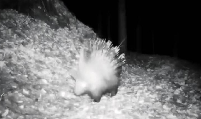 L’istrice immortalato da una fototrappola