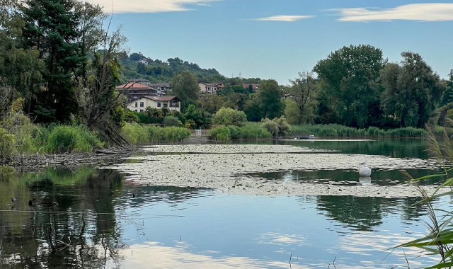 Maurizio Medaglia rintraccia nella politica la responsabilità dei disastri ambientali, tra i quali anche l’inquinamento del lago di Varese
