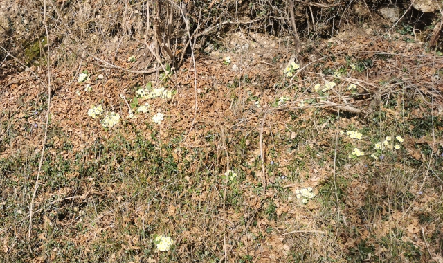 Le primule su una riva lungo una strada in Valcuvia