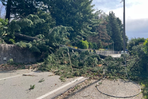 Cade un albero in via Caracciolo: strada chiusa. Vento forte: 131 km/h al Campo dei Fiori