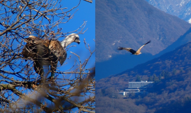 Il grifone ritorna a farsi vedere e lo fa con due esemplari osservati da molto vicino sul Monte Crocino sopra Arcisate