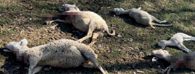 Tg Prealpina, strage di pecore: è stato il lupo