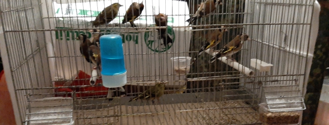 Uccelli protetti, undici esemplari sequestrati