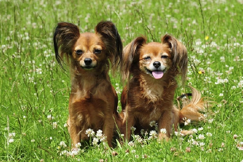 Allevamento abusivo: cani in adozione