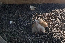 Due piccoli falchetti sul Pirellone