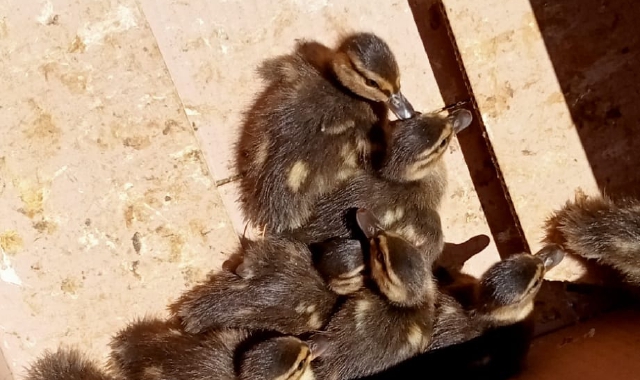 Mamma germano e anatroccoli salvati in strada