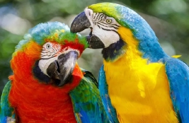 In casa con 39 animali. Finisce a processo