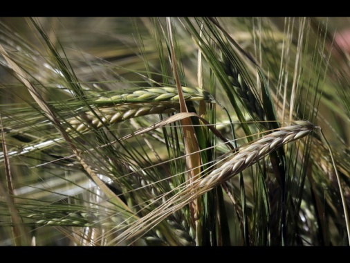 Masaf-Ismea, un piano per i giovani, si parte il 22 aprile con Generazione Terra