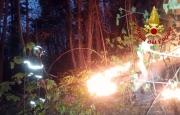 Fiamme nel bosco: bruciano mille metri quadrati