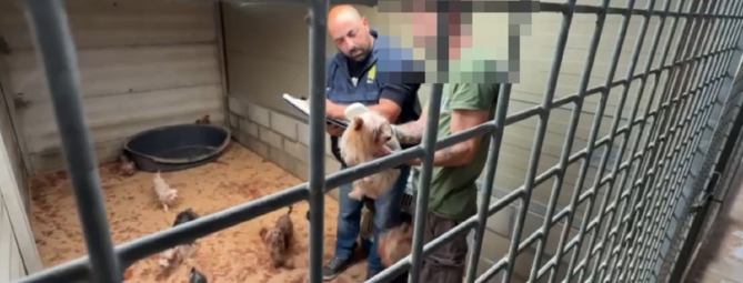 Cuccioli ammassati e denutriti: 40 cani salvati dall’allevamento abusivo