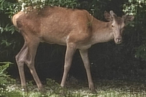 Castellanza, un cervo in giardino