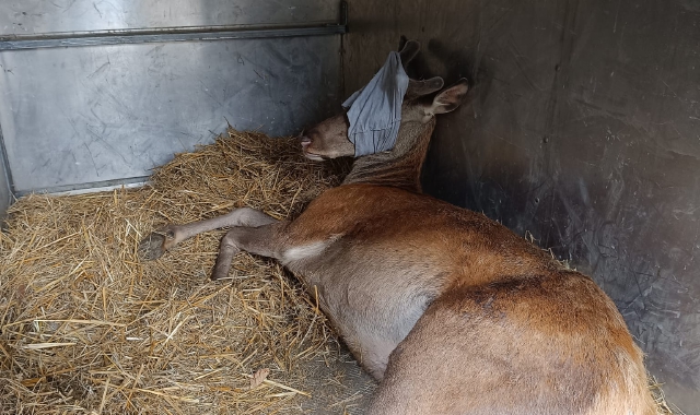Cervo bloccato a Castellanza: sedato e liberato