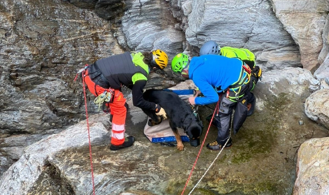 Cane smarrito in montagna salvato dopo sei giorni