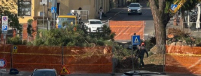Pini marittimi abbattuti, proteste a Cislago